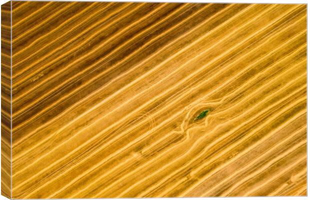 Aerial view of a freshly harvested wheat field.  Canvas Print by Andrea Obzerova