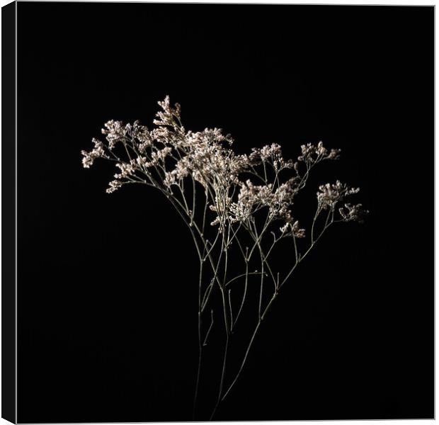 Dried delicate white flowers on black. Canvas Print by Andrea Obzerova