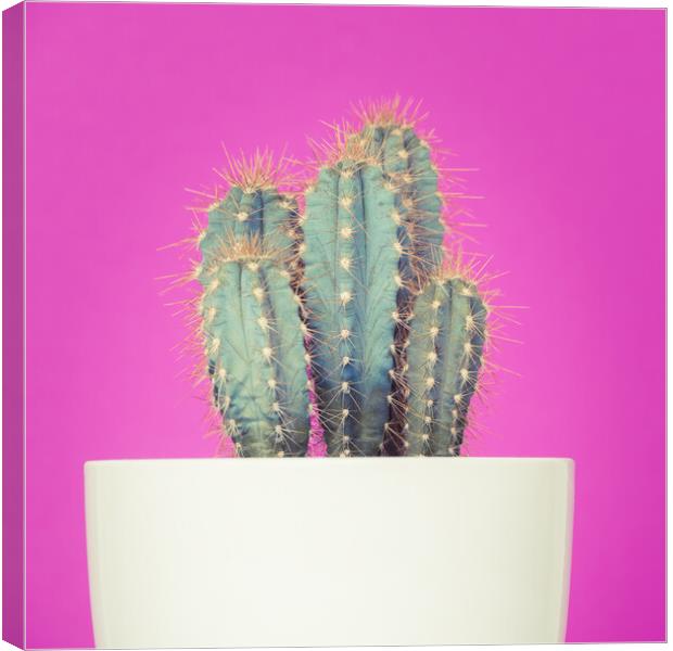 Neon art cactus image. Canvas Print by Andrea Obzerova