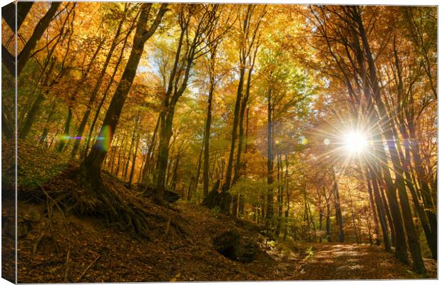 Autumn sun warmly shining through the trees. Canvas Print by Andrea Obzerova