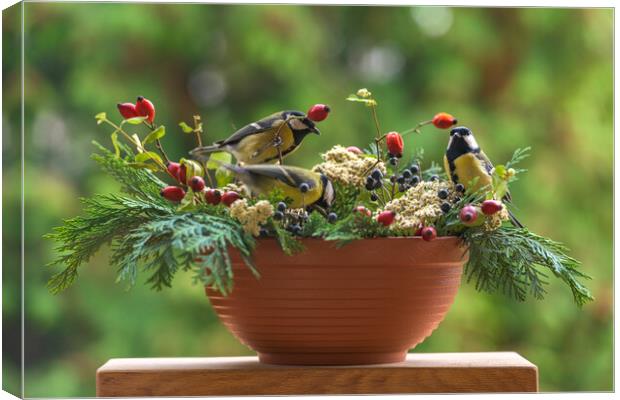 Group of great tit birds sitting on a rose hip branch. Canvas Print by Andrea Obzerova