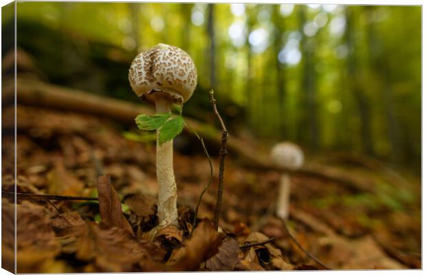 Seasonal mushrooms autumn background. Canvas Print by Andrea Obzerova