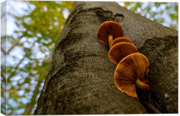 Seasonal mushrooms autumn background. Canvas Print by Andrea Obzerova