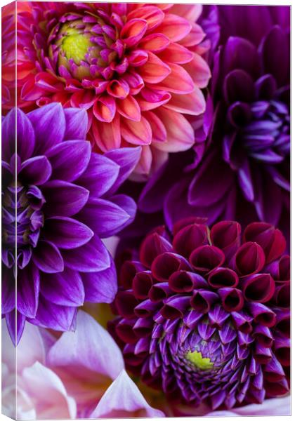 Dahlia flowers background. Canvas Print by Andrea Obzerova