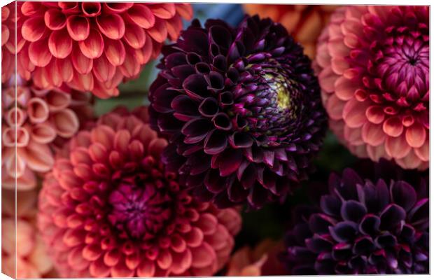 Dahlia flowers close up. Canvas Print by Andrea Obzerova