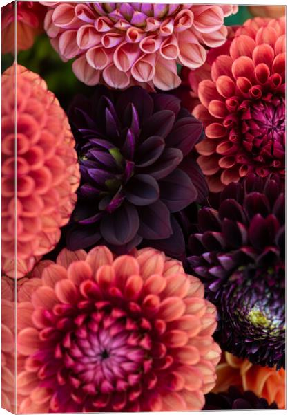 Dahlia flowers close up. Canvas Print by Andrea Obzerova