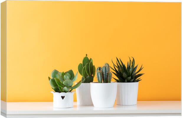 Cactus plants in white flowerpots against yellow c Canvas Print by Andrea Obzerova