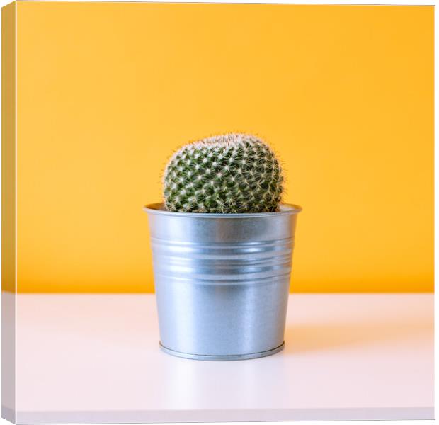 Cactus plant in metal pot against yellow colored w Canvas Print by Andrea Obzerova