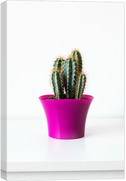 Cactus plant in bright pink flower pot against whi Canvas Print by Andrea Obzerova