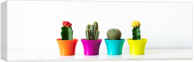 Various flowering cactus plants in bright colorful flower pots against white wall. Canvas Print by Andrea Obzerova