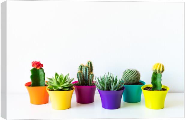 Various flowering cactus and succulent plants in bright colorful flower pots. Canvas Print by Andrea Obzerova