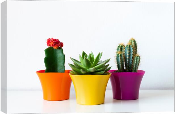 Various flowering cactus and succulent plants in bright colorful flower pots. Canvas Print by Andrea Obzerova