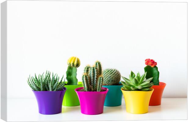 Various flowering cactus and succulent plants in bright colorful flower pots. Canvas Print by Andrea Obzerova