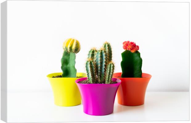 Various flowering cactus plants in bright colorful flower pots against white wall. Canvas Print by Andrea Obzerova