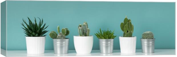 Collection of various potted cactus and succulent plants against turquoise wall.  Canvas Print by Andrea Obzerova