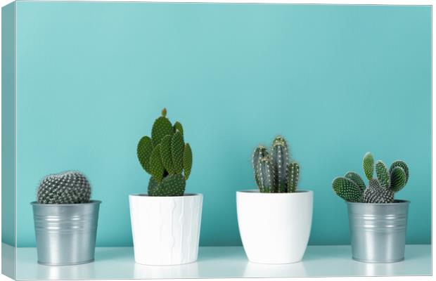 Collection of various potted cactus and succulent plants against turquoise wall.  Canvas Print by Andrea Obzerova