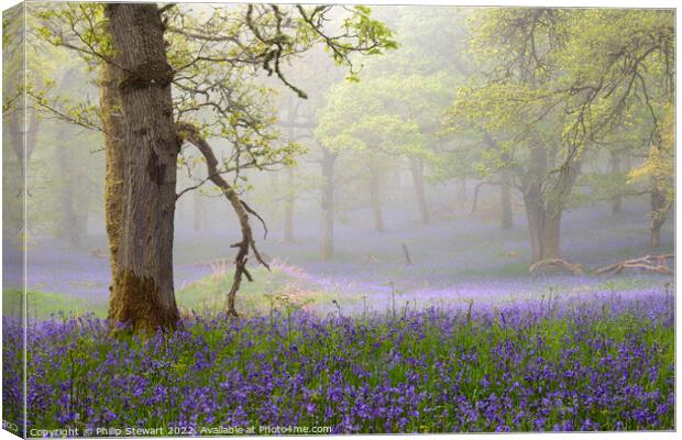 Kinclaven Woods Canvas Print by Philip Stewart