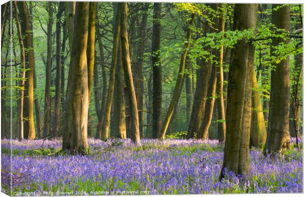 Bluebell Woodland, Cotswolds Canvas Print by Philip Stewart