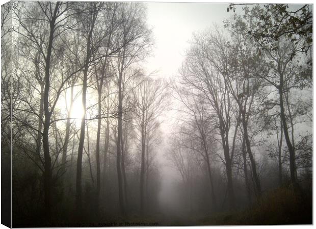 Misty Wood Canvas Print by Andy Lightbody