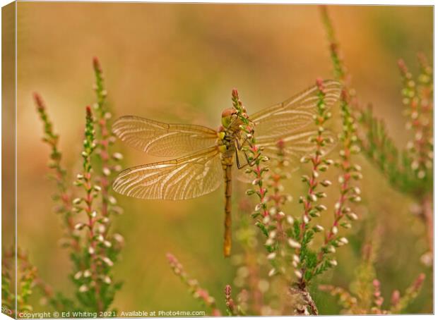 Dragonfly on Heather Canvas Print by Ed Whiting