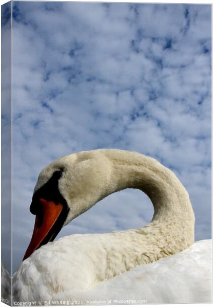 Swan song Canvas Print by Ed Whiting