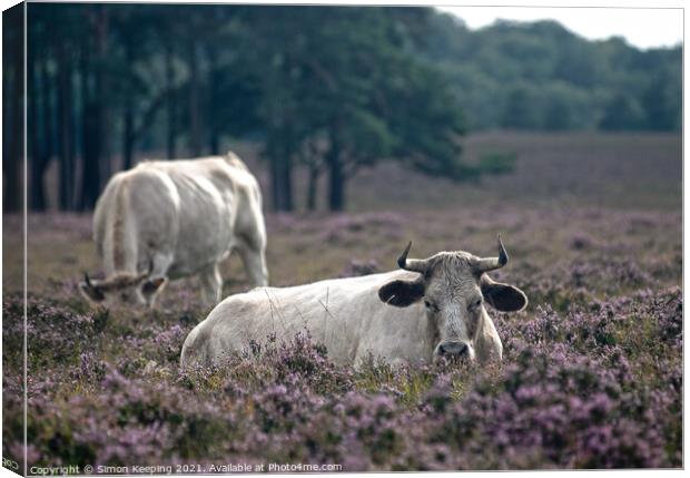 NEW FOREST CATTLE IN HEATHER Canvas Print by Simon Keeping