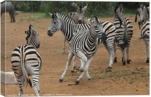 A herd of zebra standing on top of a dirt field Canvas Print by Natalie Hiller