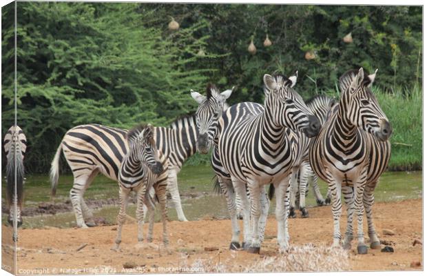 A group of zebra standing on top of a dirt field Canvas Print by Natalie Hiller