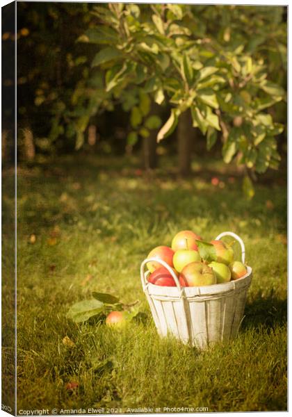 The Orchard Canvas Print by Amanda Elwell