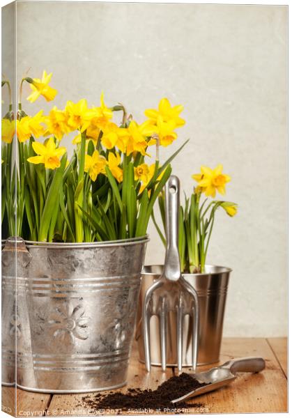 Buckets Of Daffodils Canvas Print by Amanda Elwell