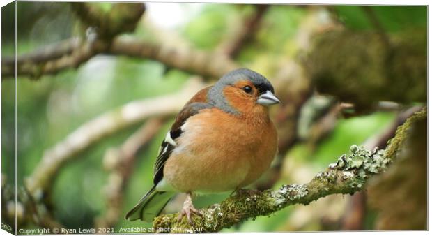 Chaffinch Canvas Print by Ryan Lewis