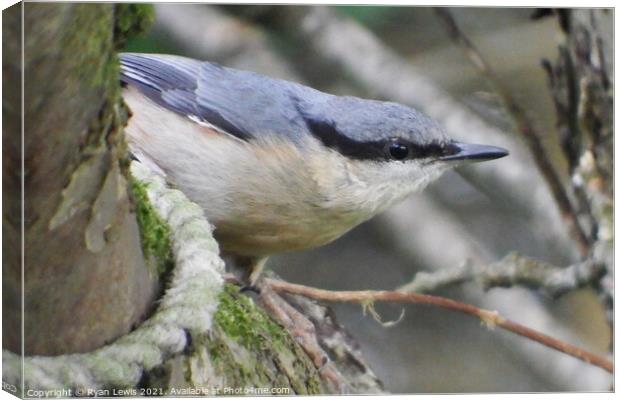 A small bird perched on a tree branch Canvas Print by Ryan Lewis