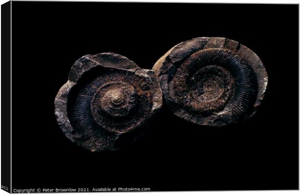 Ammonite fossil Canvas Print by Peter Brownlow
