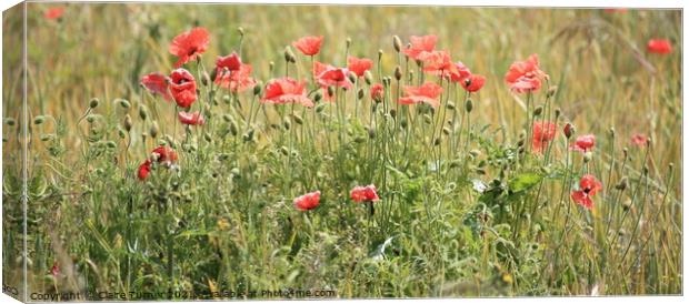Poppy field Canvas Print by Claire Turner