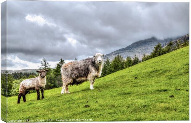 Sheep On Hillside Canvas Print by Kevin Clayton