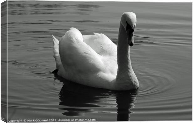 Swan in motion Canvas Print by Mark ODonnell