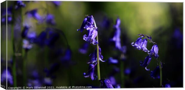 Bluebell_2021_001 Canvas Print by Mark ODonnell