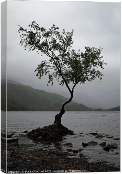 Lone Tree in Wales Canvas Print by Mark ODonnell