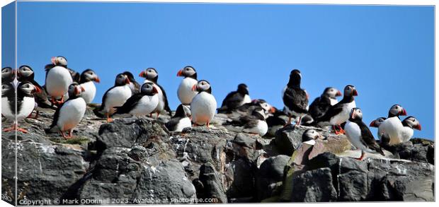 Puffin Rock Group Canvas Print by Mark ODonnell