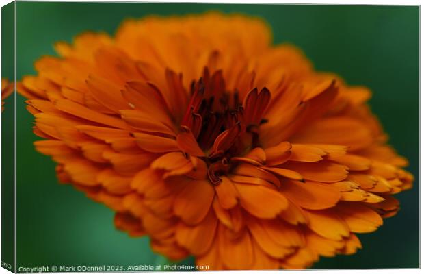 Marigold  Canvas Print by Mark ODonnell