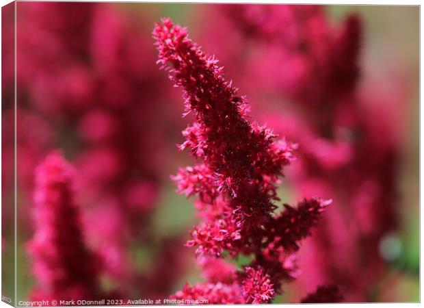 Astilbe Flower Canvas Print by Mark ODonnell