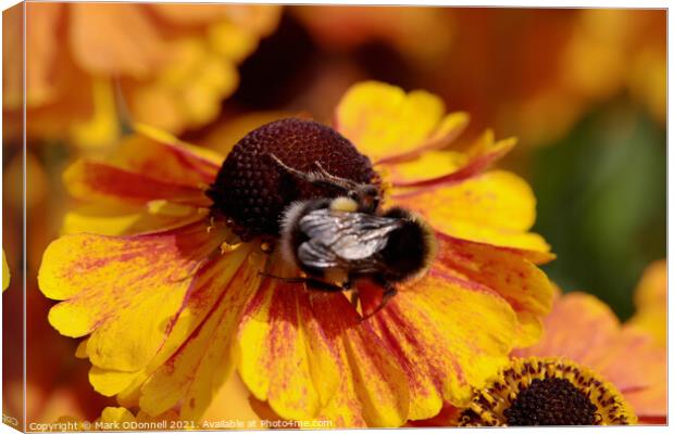 Busy Bee Canvas Print by Mark ODonnell