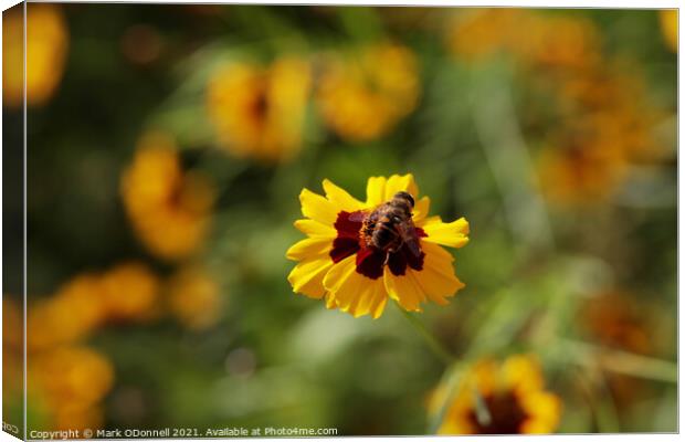 Bee Power Canvas Print by Mark ODonnell