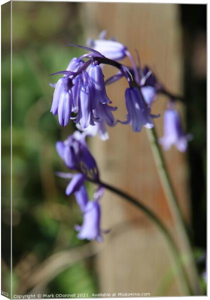 BlueBell 2 Canvas Print by Mark ODonnell