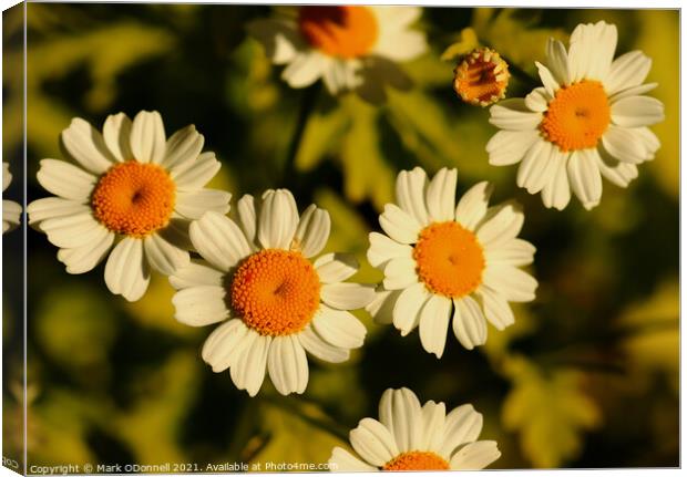 Daisy in bloom Canvas Print by Mark ODonnell