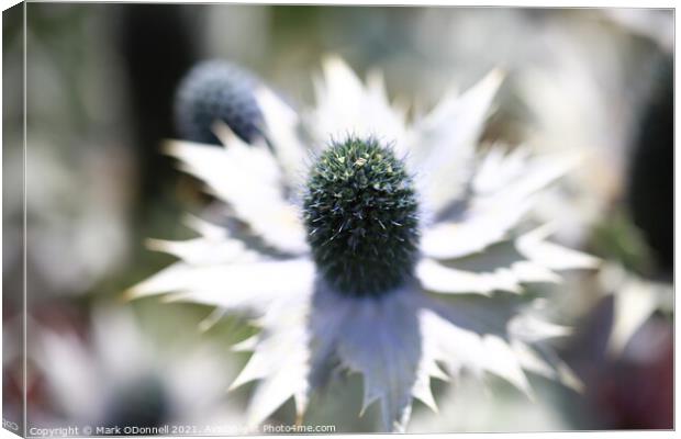 White Thistle Canvas Print by Mark ODonnell