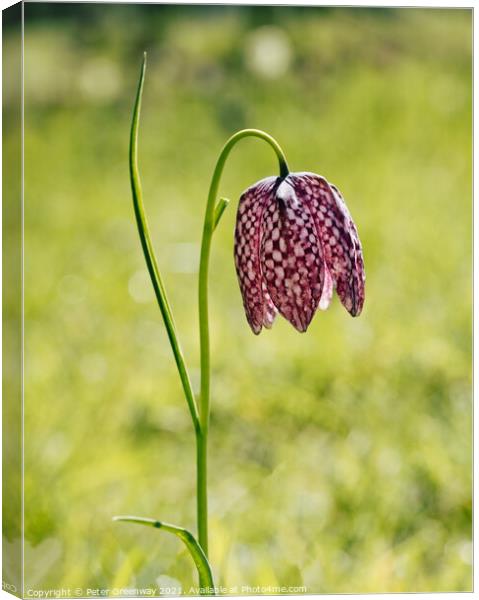 Wild purple chequered Fritillary Canvas Print by Peter Greenway