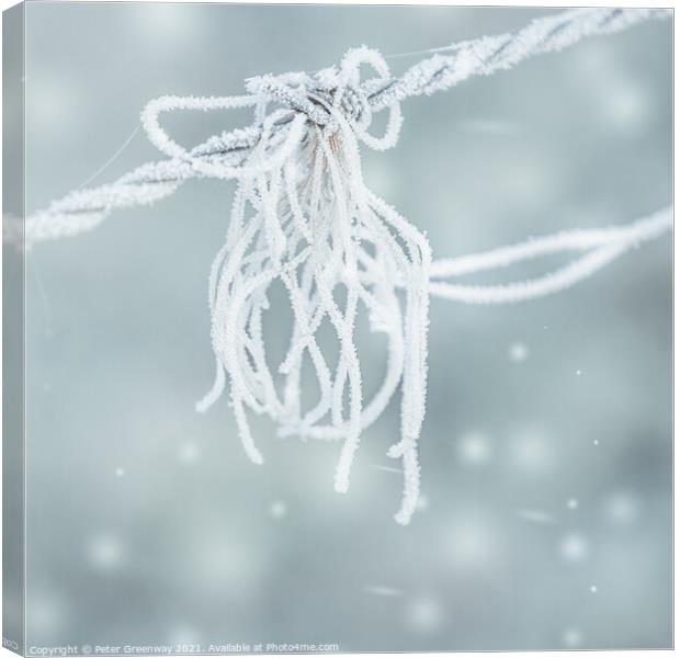 Frosted Strands On Barbed Wire Canvas Print by Peter Greenway