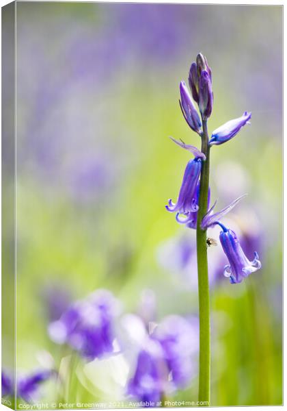 English Spring Bluebells At Vincent's Wood, Freela Canvas Print by Peter Greenway