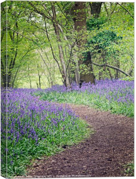 A Winding Path Through St Vincents Bluebell Wood I Canvas Print by Peter Greenway
